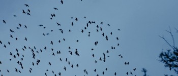 Vogels in de lucht